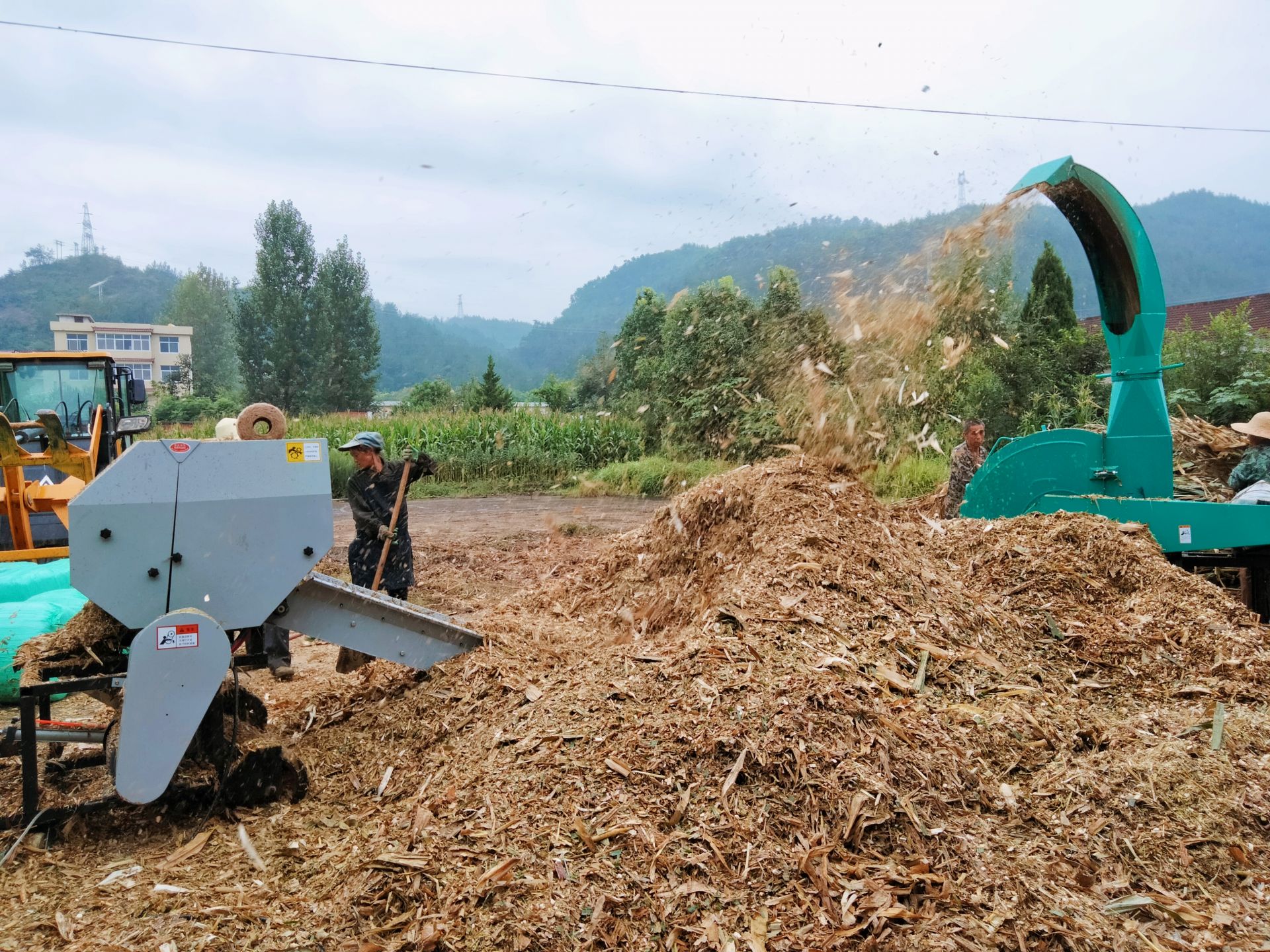 房縣掀起玉米秸稈青貯利用熱潮