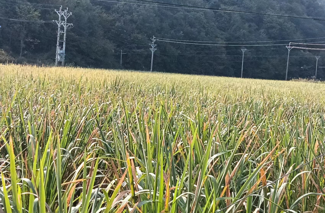 白鶴鎮(zhèn)東浪村茭白喜迎豐收季 綠了鄉(xiāng)村富了農(nóng)民興了農(nóng)業(yè)