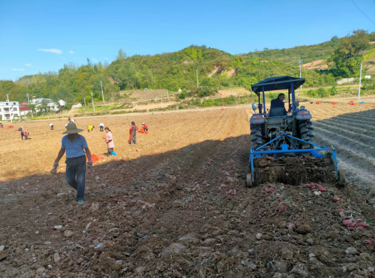 “薯”你最甜，軍店鎮(zhèn)軍馬村紅薯喜迎豐收