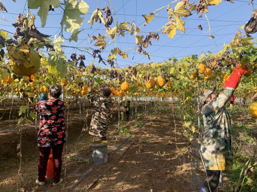 房縣軍店鎮(zhèn)：吊瓜迎豐收 “金果果”結(jié)出“致富籽”