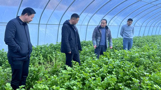 大木廠鎮(zhèn)：發(fā)展蔬菜產(chǎn)業(yè) 促進(jìn)農(nóng)業(yè)增效