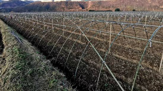 朱灣村：冬閑地不閑 稻田“種”菌忙