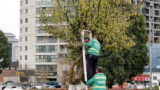 我縣住建園林部門做好城區(qū)植被安全過冬工作