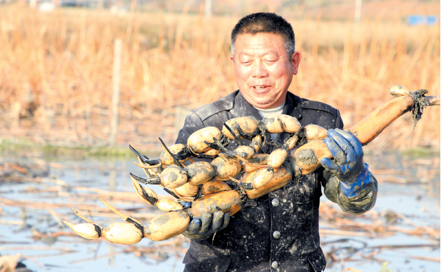 農(nóng)業(yè)節(jié)水 蓮藕豐收