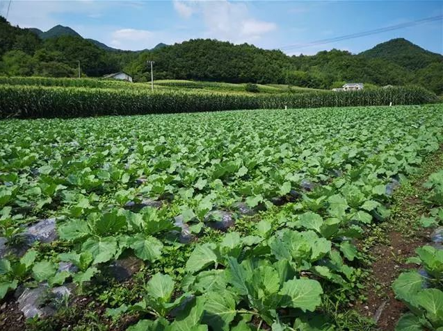 房縣野人谷鎮(zhèn)西蒿坪村：鄉(xiāng)親互助站 共建聚合力