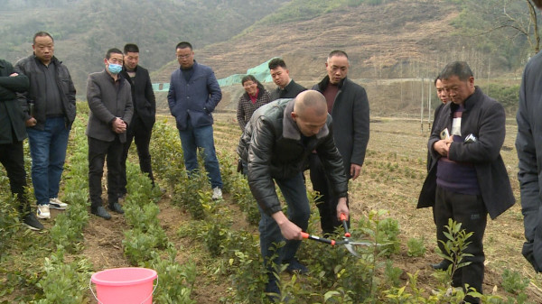 門古寺鎮：全鎮齊心打造萬畝茶園