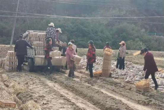 土城鎮：產業升溫猛發酵 鄉村振興后勁足