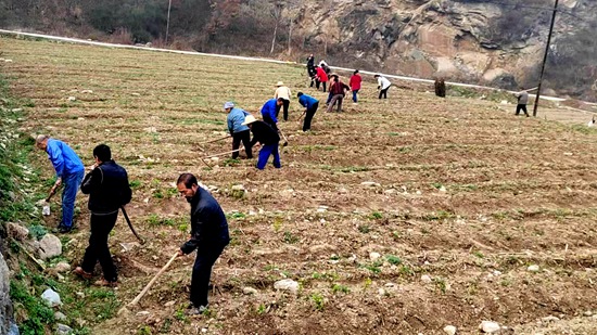大木廠鎮：茶園管護正當時
