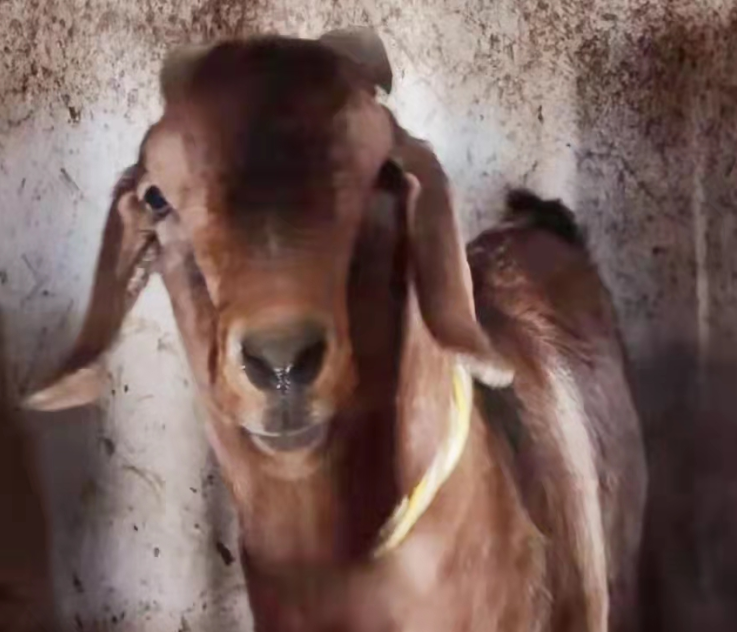 古稀老人當羊倌 山羊圈養收益好