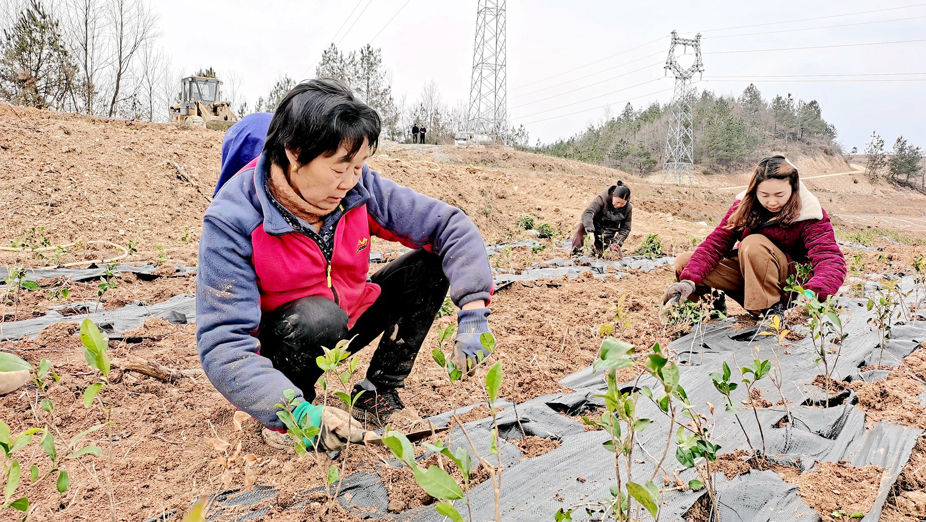 房縣：補(bǔ)種茶苗忙