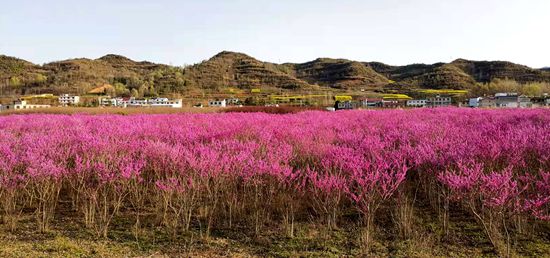 雙柏村：紫荊花開春意濃