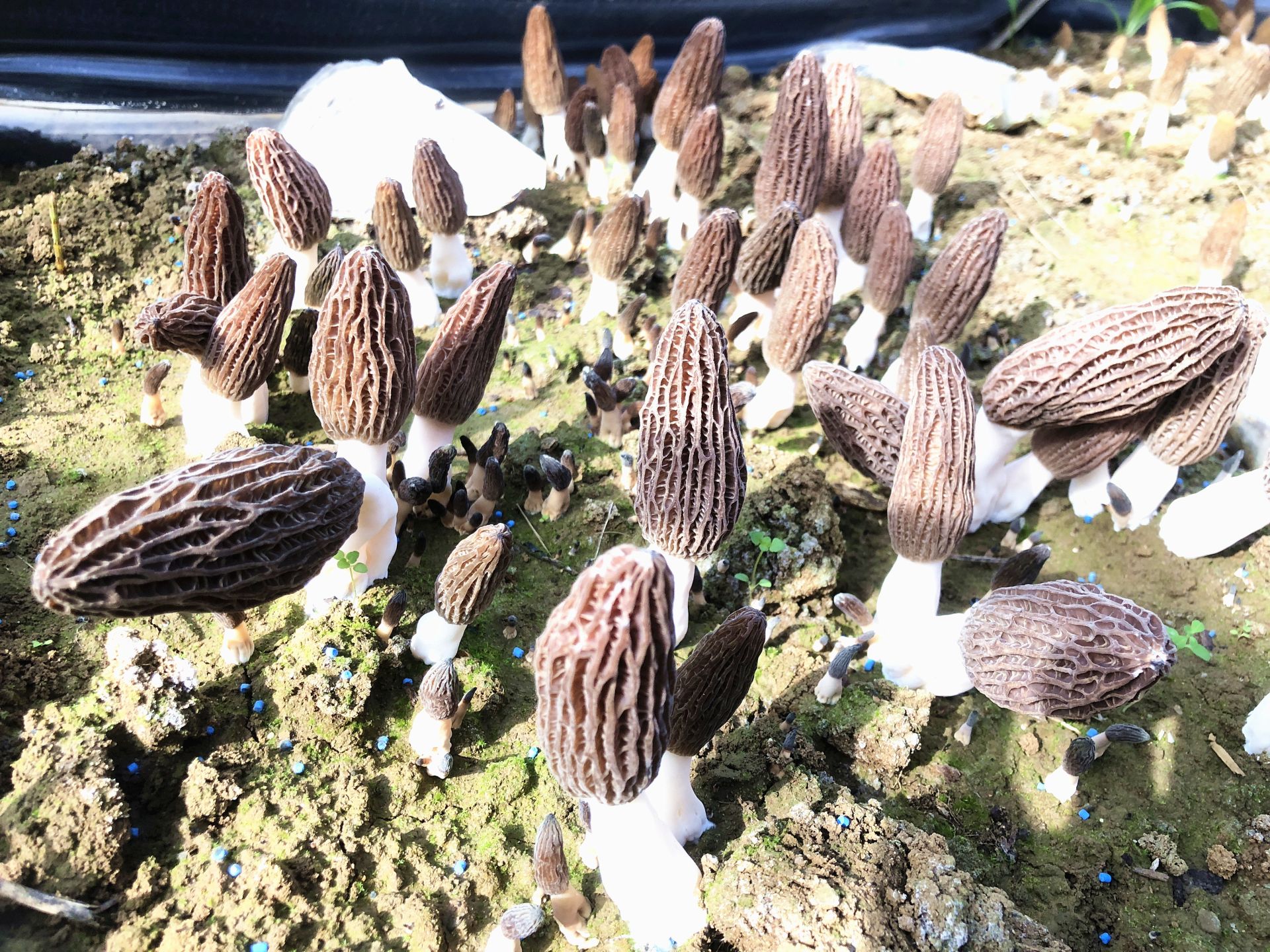 房縣積極探索羊肚菌種植新模式