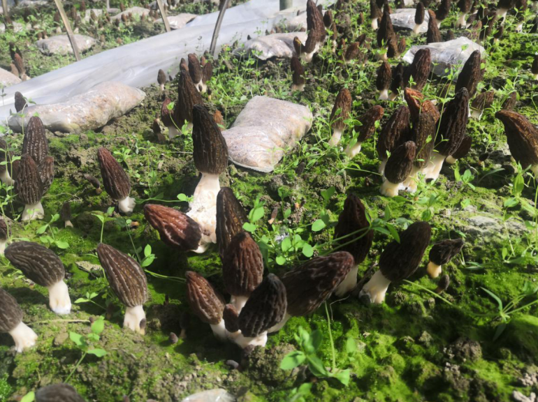 五臺鄉營造村民致富大“舞臺”