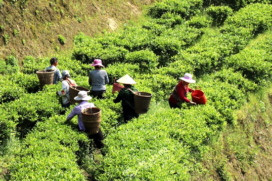 大木廠鎮：春風吹來茶園美 茶農春耕采摘忙