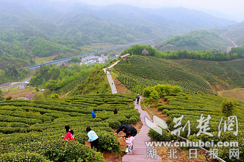 房縣窯淮茶園美如畫(huà) 游客紛紛入畫(huà)來(lái)