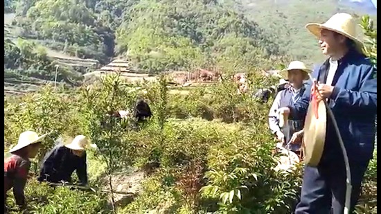 九道鄉：薅草鑼鼓”歌 唱出幸福新生活