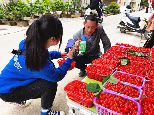 房縣：“小櫻桃”激活鄉(xiāng)村振興“大產(chǎn)業(yè)”