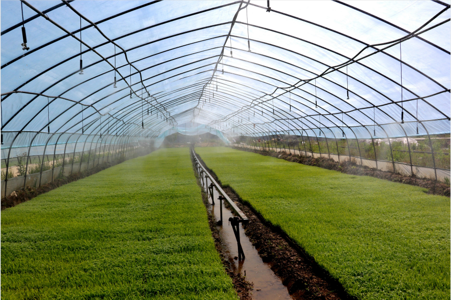 房縣：機(jī)械化育秧 秧苗長(zhǎng)勢(shì)喜人