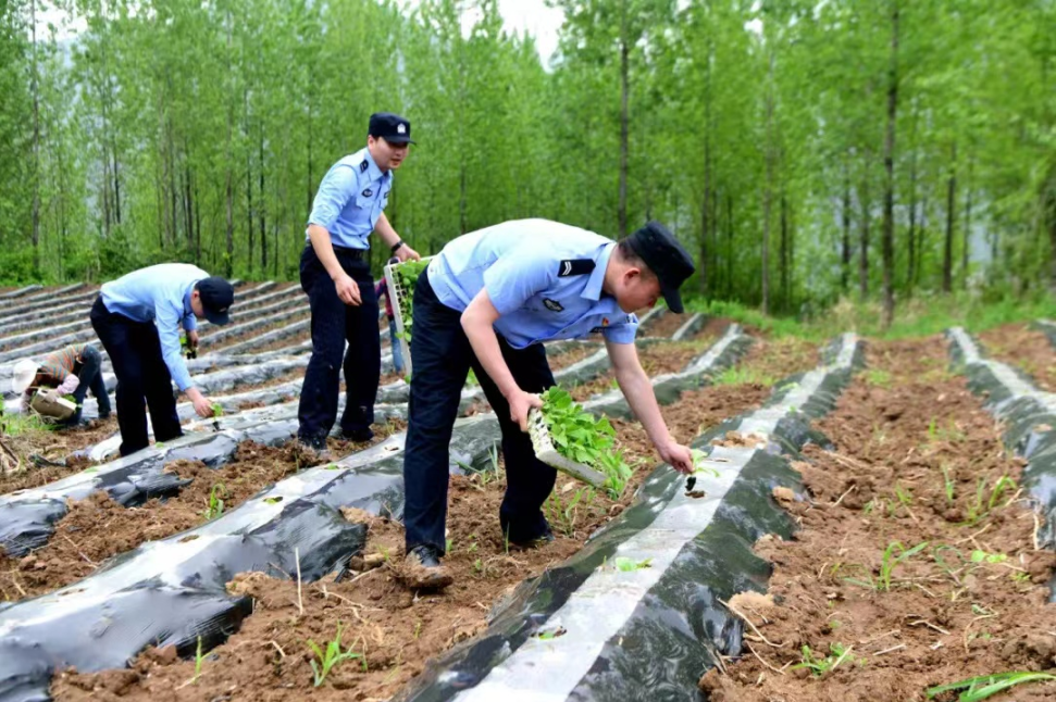 【我為群眾辦實事】人民警察為人民 移栽煙苗暖人心