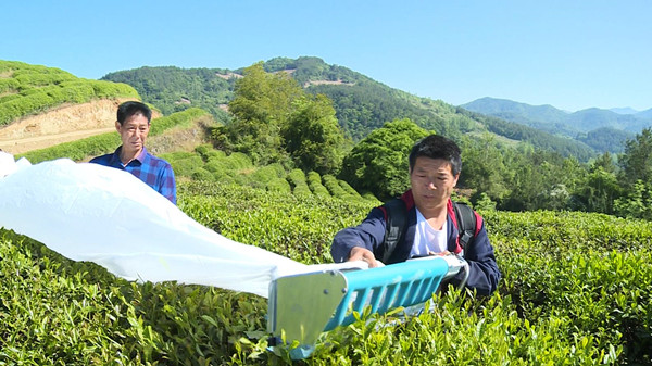 房縣：推廣機械化采茶 插上產(chǎn)業(yè)騰飛“翅膀”