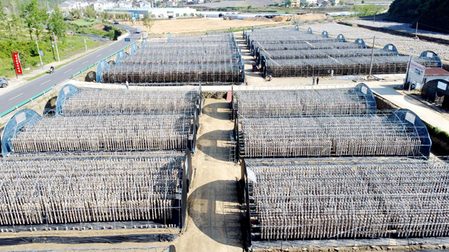 土城鎮吊袋木耳“串”起產業發展新優勢