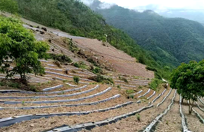 九道鄉發展煙葉種植1.15萬畝