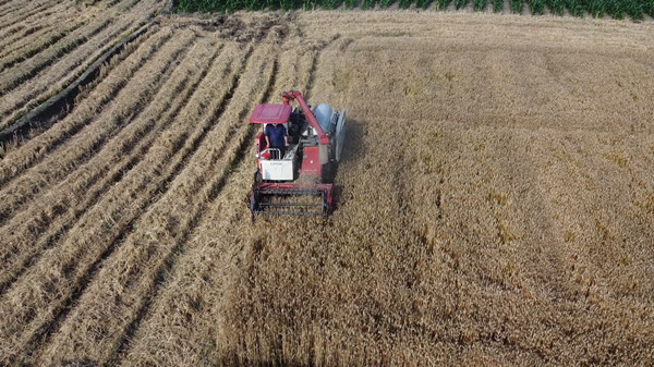 紅塔鎮五將村：小麥收割忙 產業發展旺