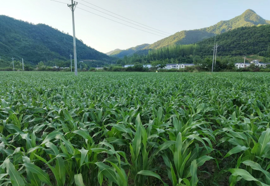 中壩鄉(xiāng)：高粱長勢喜人 農(nóng)民豐收在望