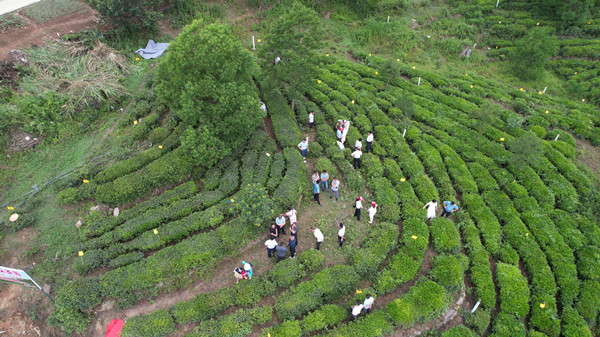 房縣門古寺鎮(zhèn)以標準機械化助推茶產(chǎn)業(yè)提質(zhì)增效