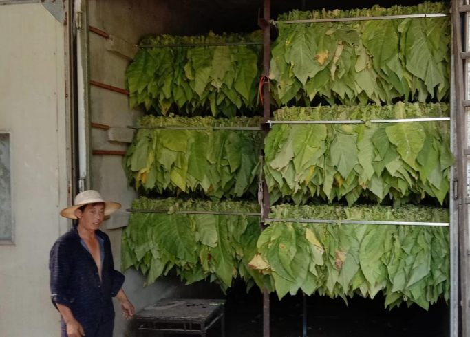 土城鎮(zhèn):煙葉鋪滿致富路、鄉(xiāng)村振興加足油