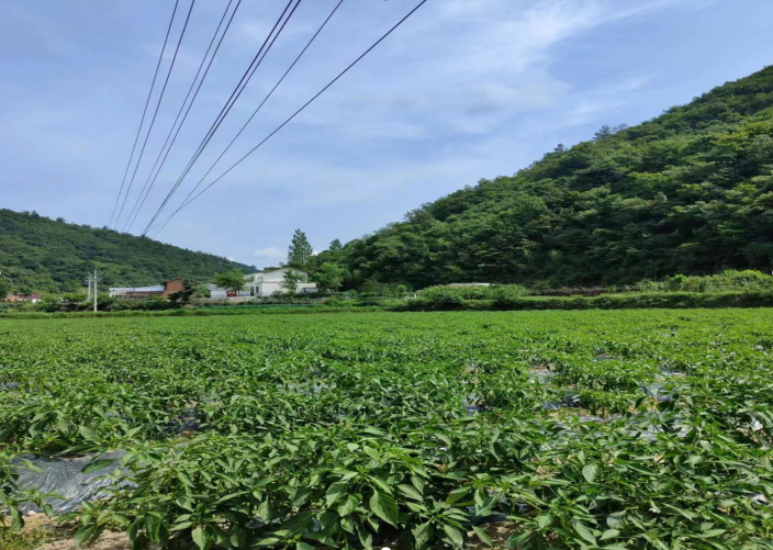 白鶴鎮(zhèn)：產(chǎn)業(yè)振興有創(chuàng)新 辣椒豐收欣農(nóng)人