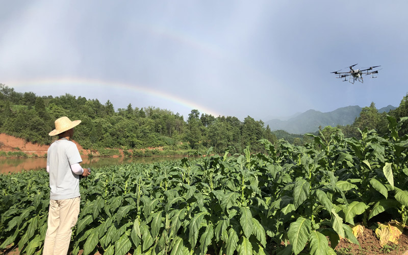 湖北房縣：飛防進煙田 實事鑄初心