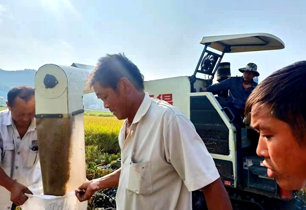 白雞村:水稻豐收忙