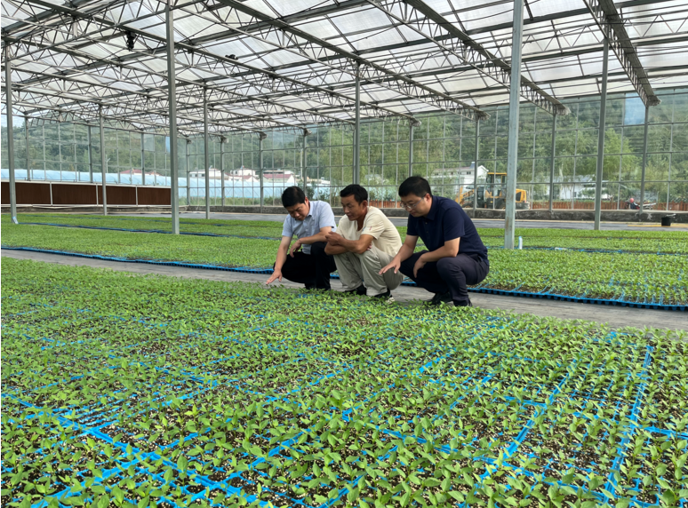 化龍堰鎮(zhèn)：上灣村秋冬季辣椒苗長勢喜人