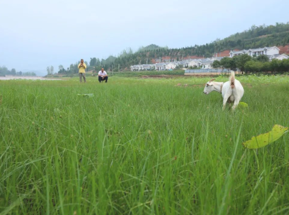 房縣：水庫濕地與美麗鄉(xiāng)村同框曬“顏值”