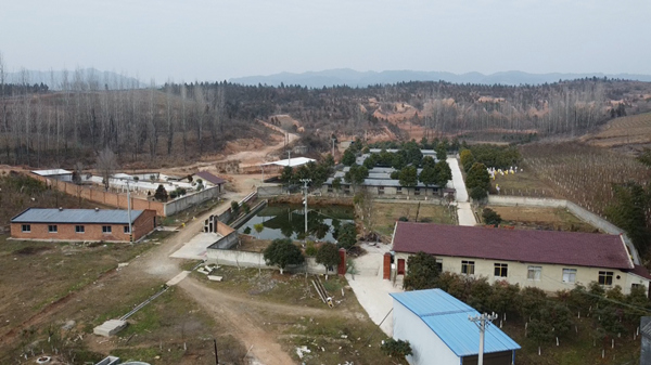 軍店鎮(zhèn)：發(fā)展生態(tài)黑豬養(yǎng)殖 拓寬綠色經(jīng)濟(jì)致富路