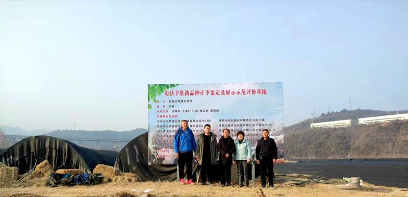 房縣加快羊肚菌品種鑒定及展示示范基地建設(shè)