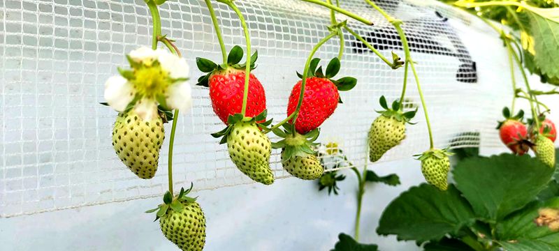 窯淮鎮(zhèn)：草莓種植結(jié)碩果，農(nóng)旅融合迎客來(lái)