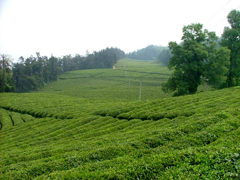 姚坪鄉(xiāng)虎尾溝村茶廠“金葉子”鋪就“致富路”茶產(chǎn)業(yè)賦能鄉(xiāng)村振興