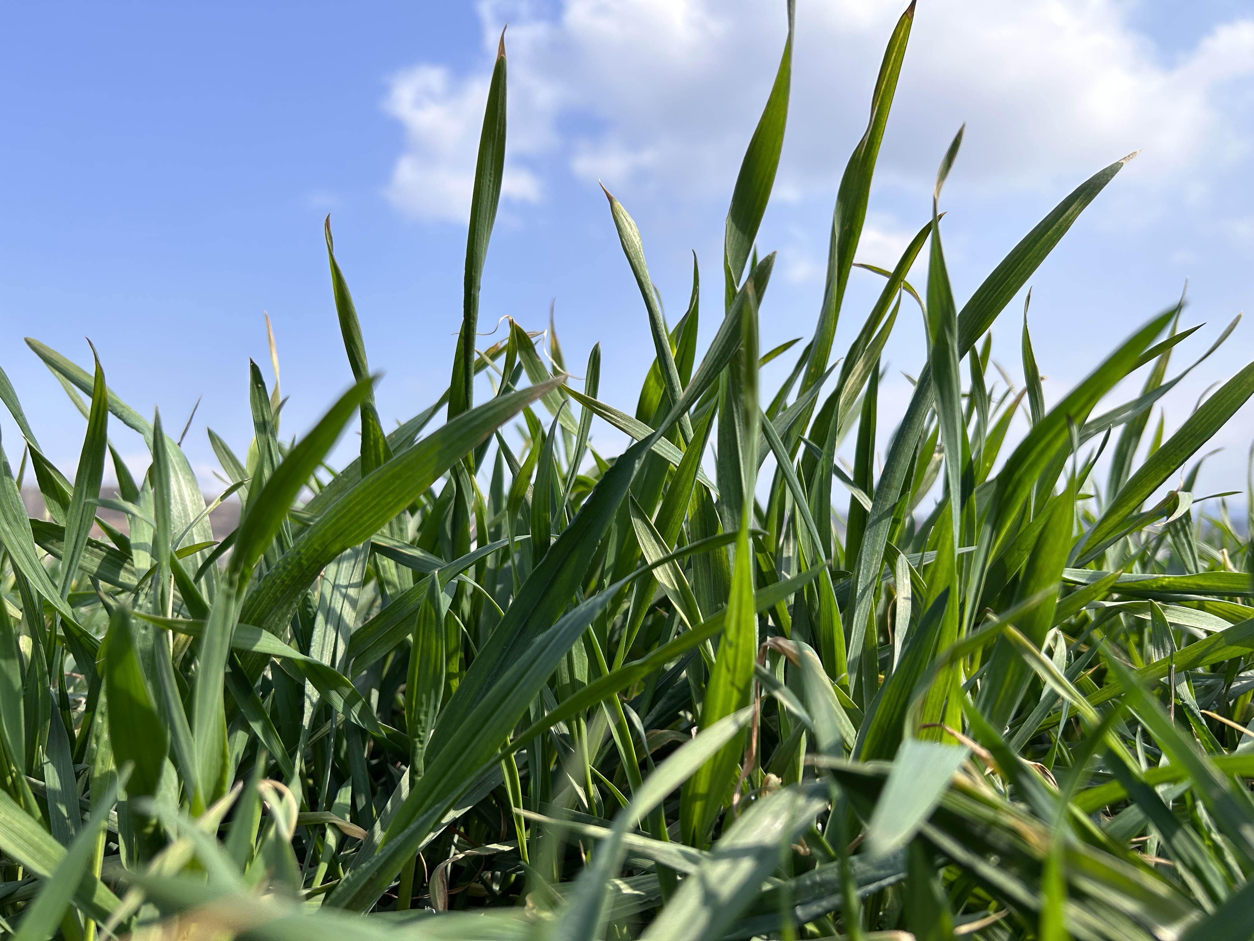 軍店鎮(zhèn)中村：600畝冬小麥返青良好  整體長勢喜人