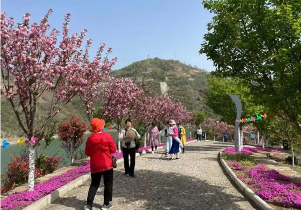 姚坪櫻花島：盛開“文明花”