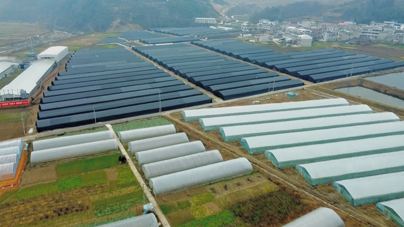 白鶴鎮(zhèn)：大棚“空檔期”種植羊肚菌  助力實(shí)現(xiàn)錢糧“雙增收”