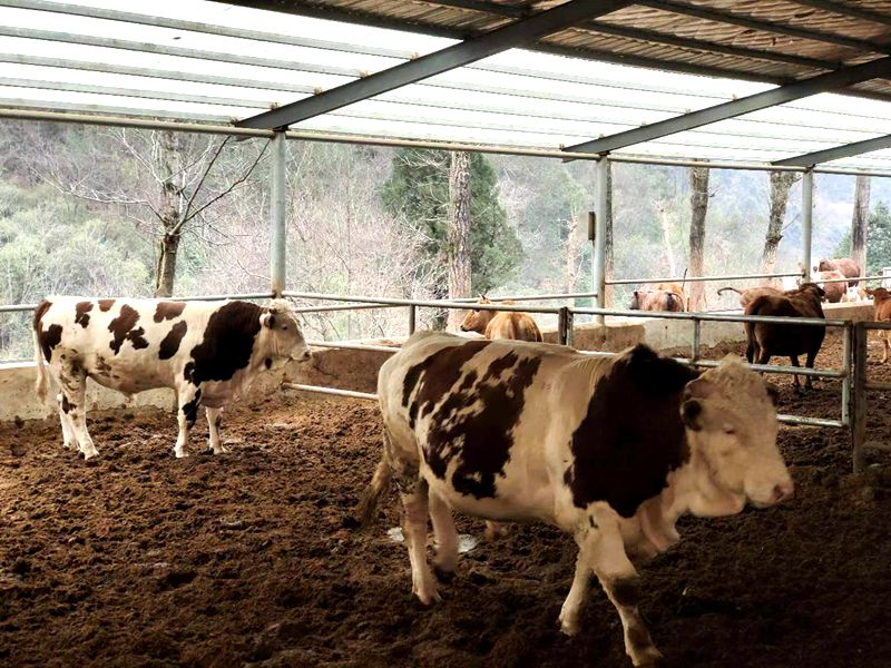 延伸種養(yǎng)殖鏈條 繪就鄉(xiāng)村振興新畫卷