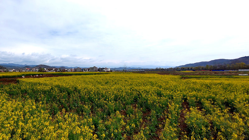 房縣：油菜花開(kāi)美如畫 鄉(xiāng)村振興“加滿油”