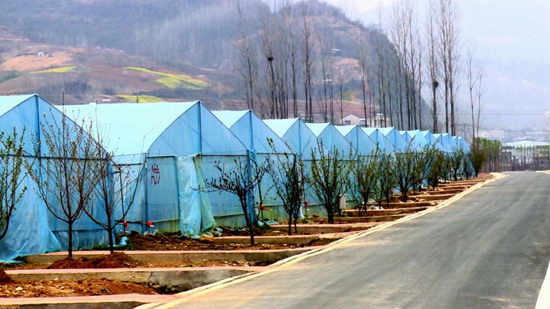 白鶴鎮(zhèn)赤巖村：蔬菜大棚種出增收好“錢”景