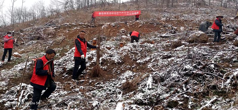 西蒿漆林場：春天植樹忙