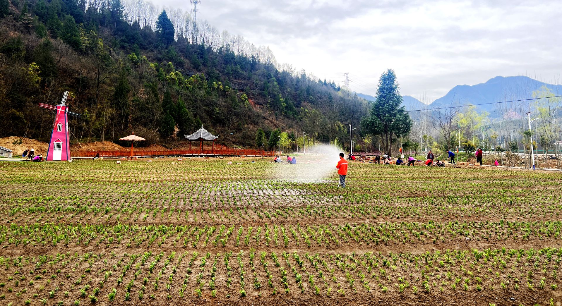 化龍堰鎮(zhèn)：村民造花海 閑田變景區(qū)