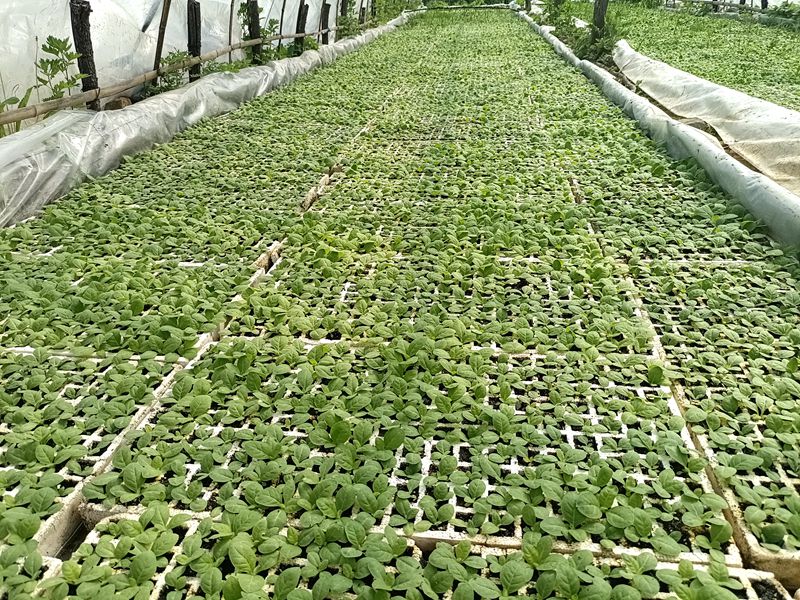 房縣九道鄉(xiāng)：“錨定”煙葉產(chǎn)業(yè)  助推鄉(xiāng)村振興