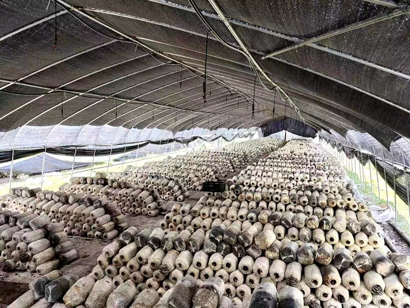 野人谷鎮(zhèn)西蒿坪村：小平菇撐起“致富傘”