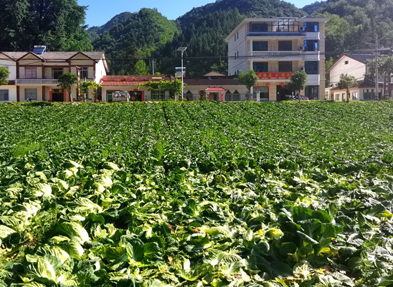 野人谷鎮(zhèn)西蒿坪村：高山蔬菜種出群眾致富路